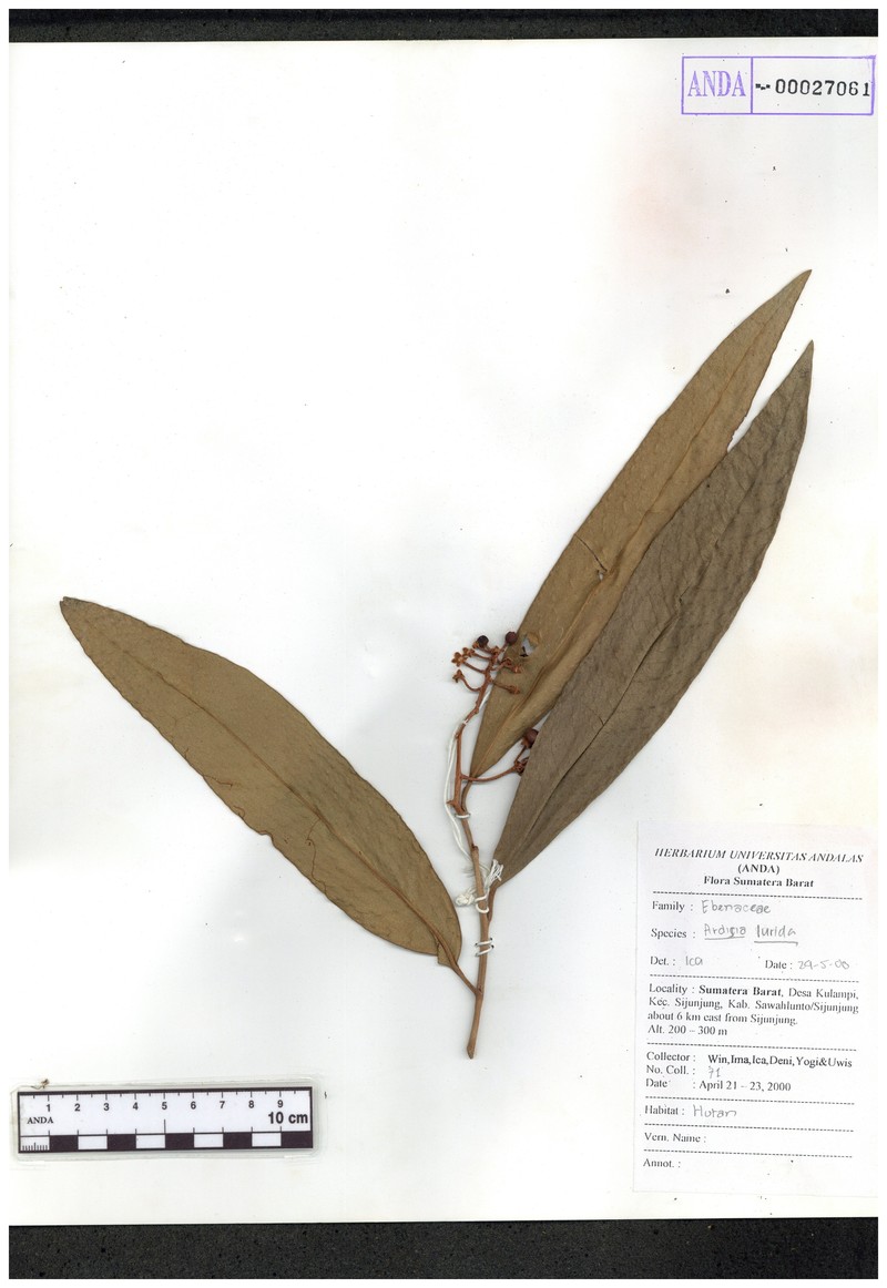 Ardisia lurida photo 5