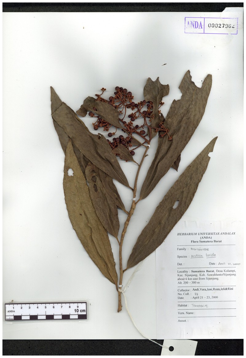 Ardisia lurida photo 6