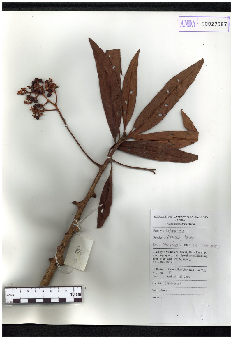 Ardisia lurida photo 7