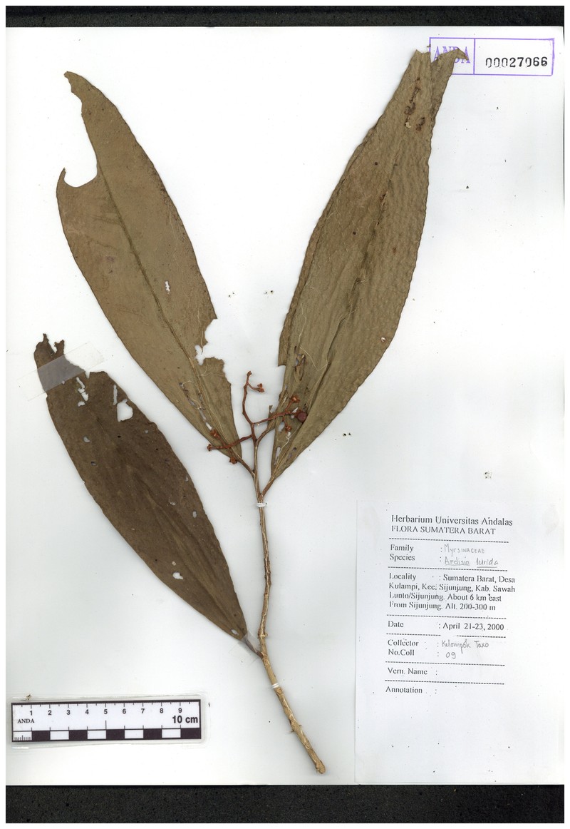 Ardisia lurida photo 8