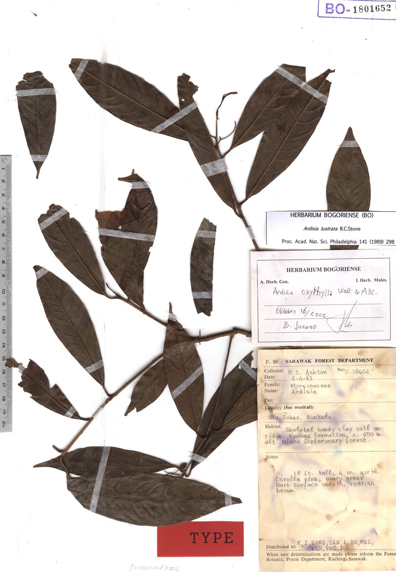 Ardisia lustrata
