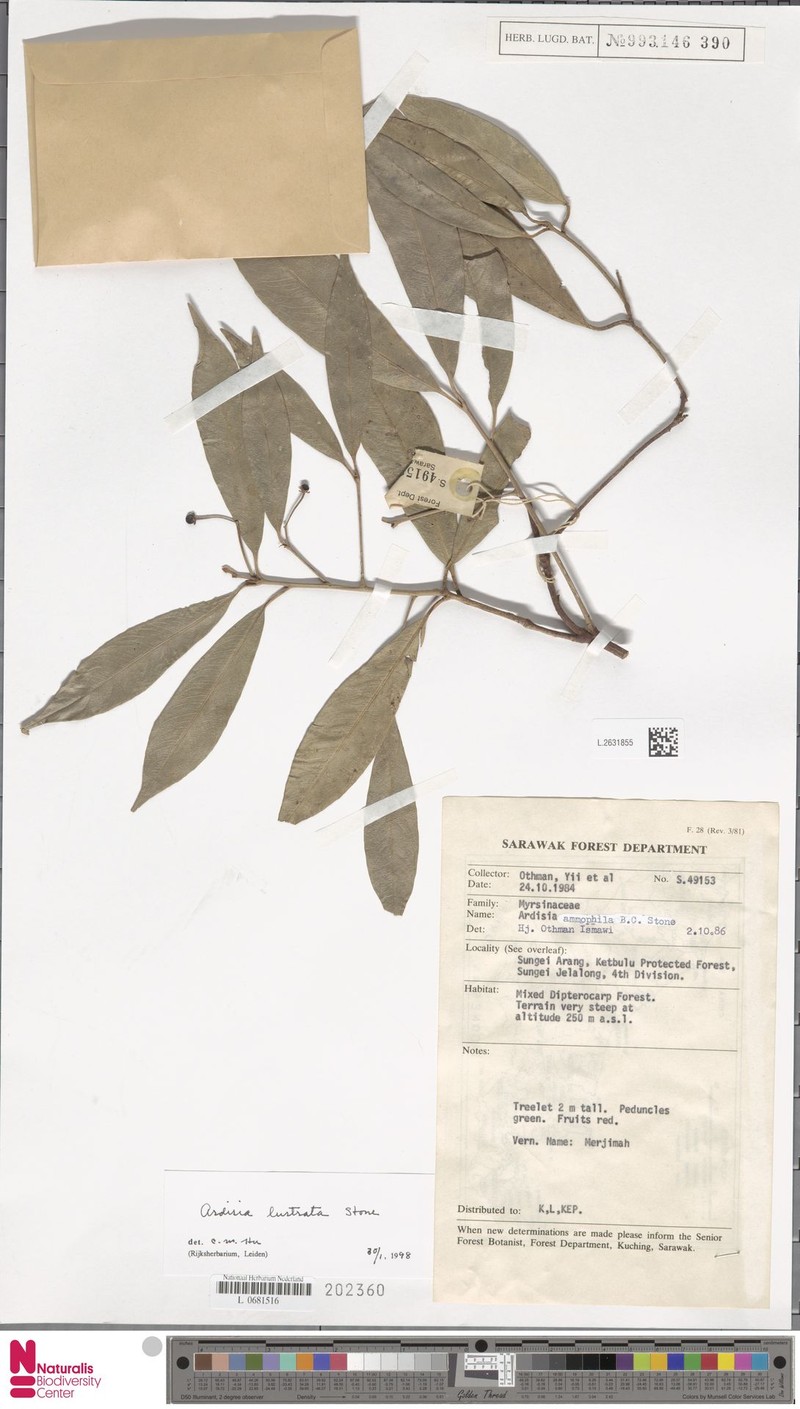 Ardisia lustrata photo 2
