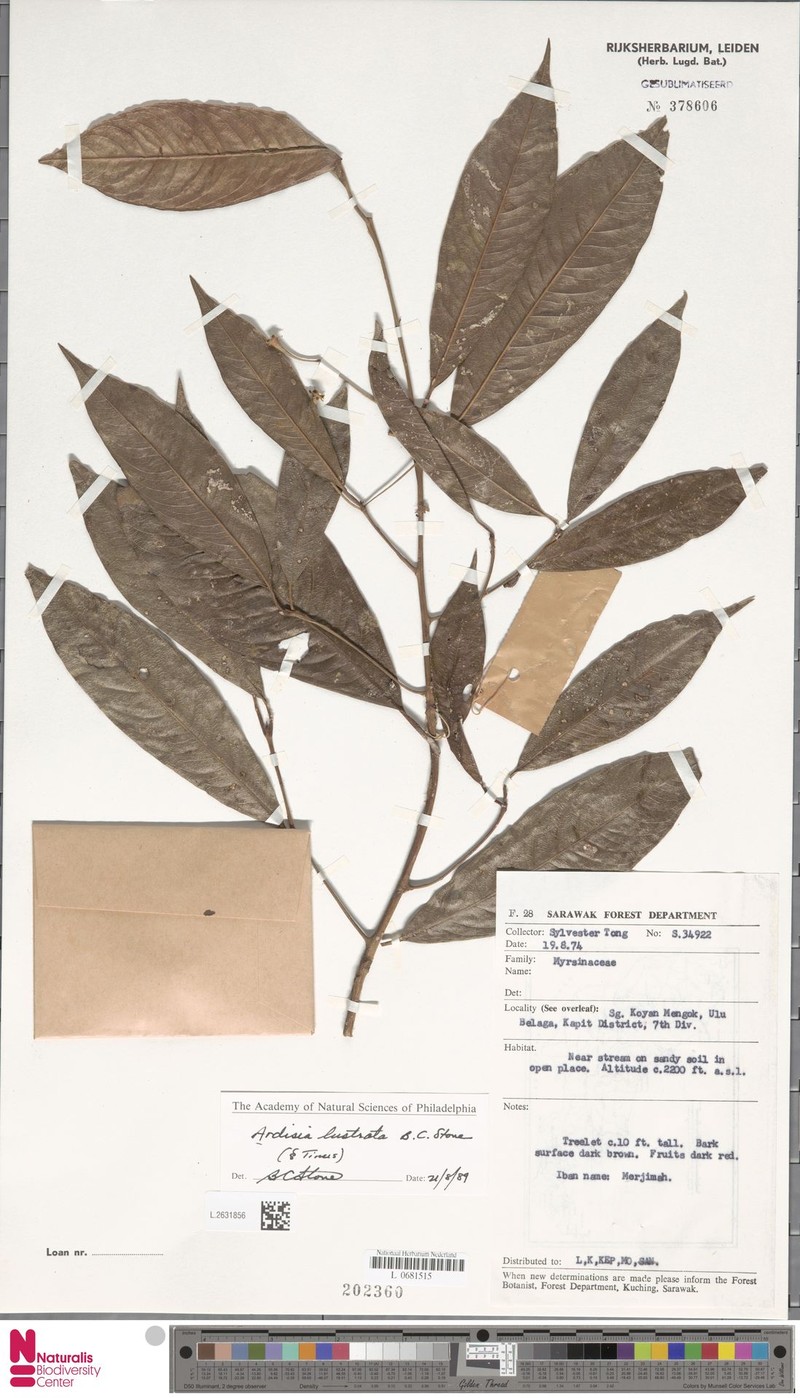 Ardisia lustrata photo 3