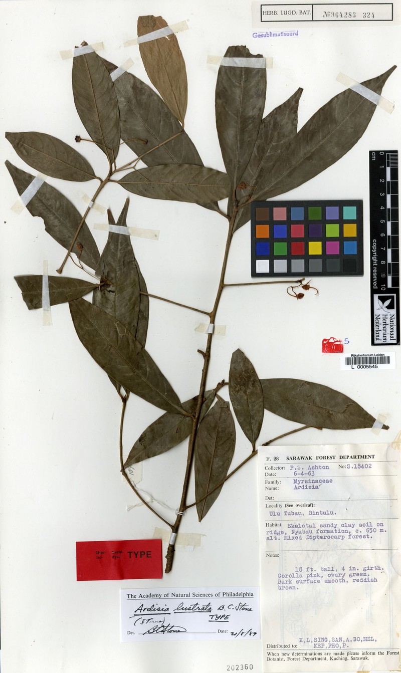 Ardisia lustrata photo 4