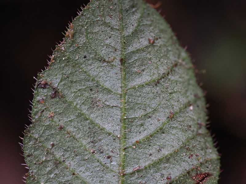 Ardisia maclurei