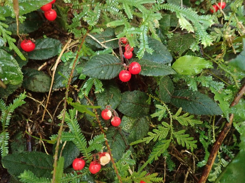 Ardisia maclurei photo 3
