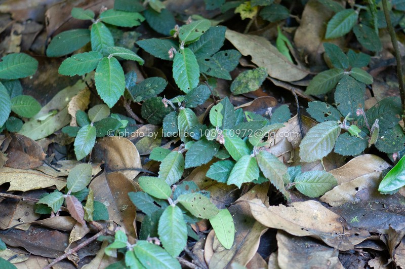 Ardisia maclurei photo 4