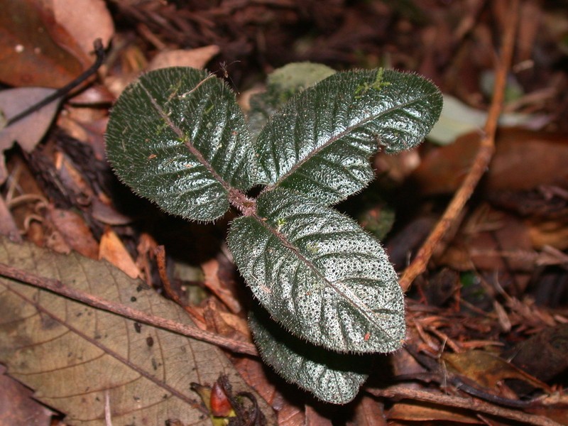 Ardisia maclurei photo 5