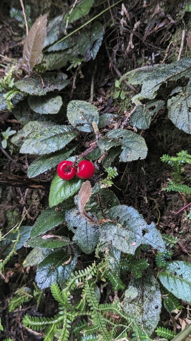 Ardisia maclurei photo 6