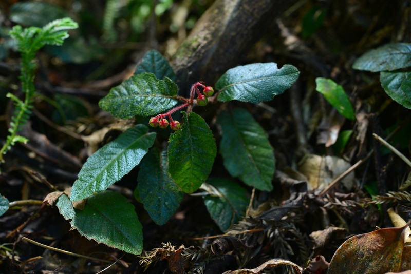 Ardisia maclurei photo 7