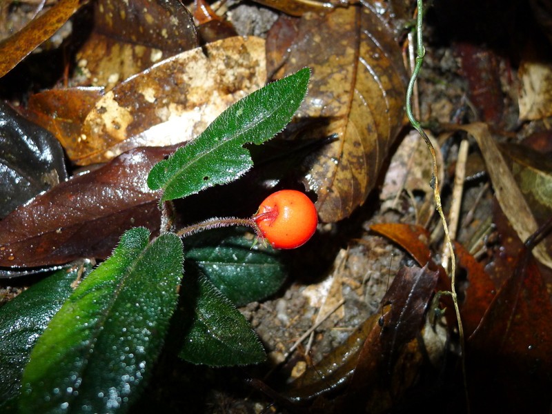 Ardisia maclurei photo 8