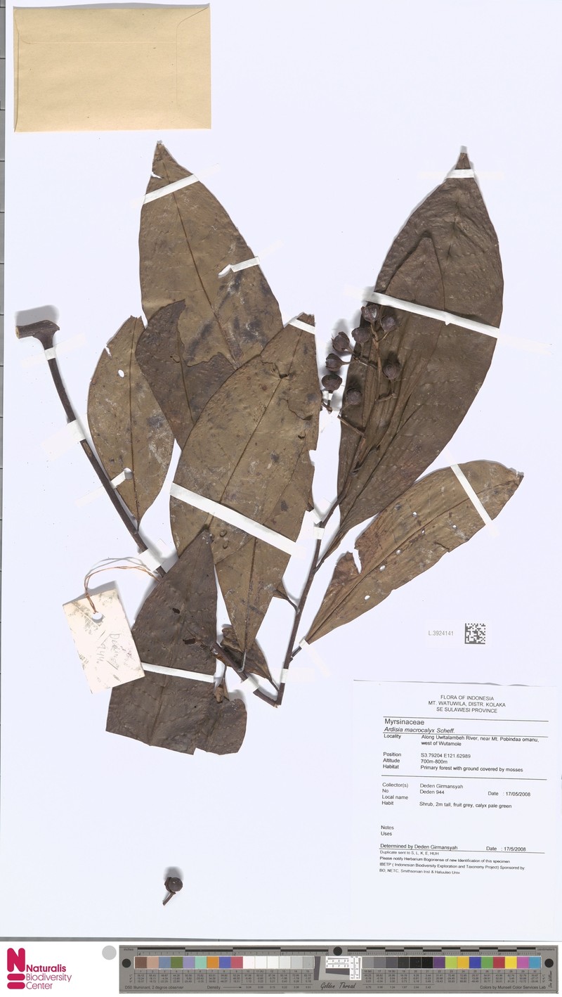 Ardisia macrocalyx