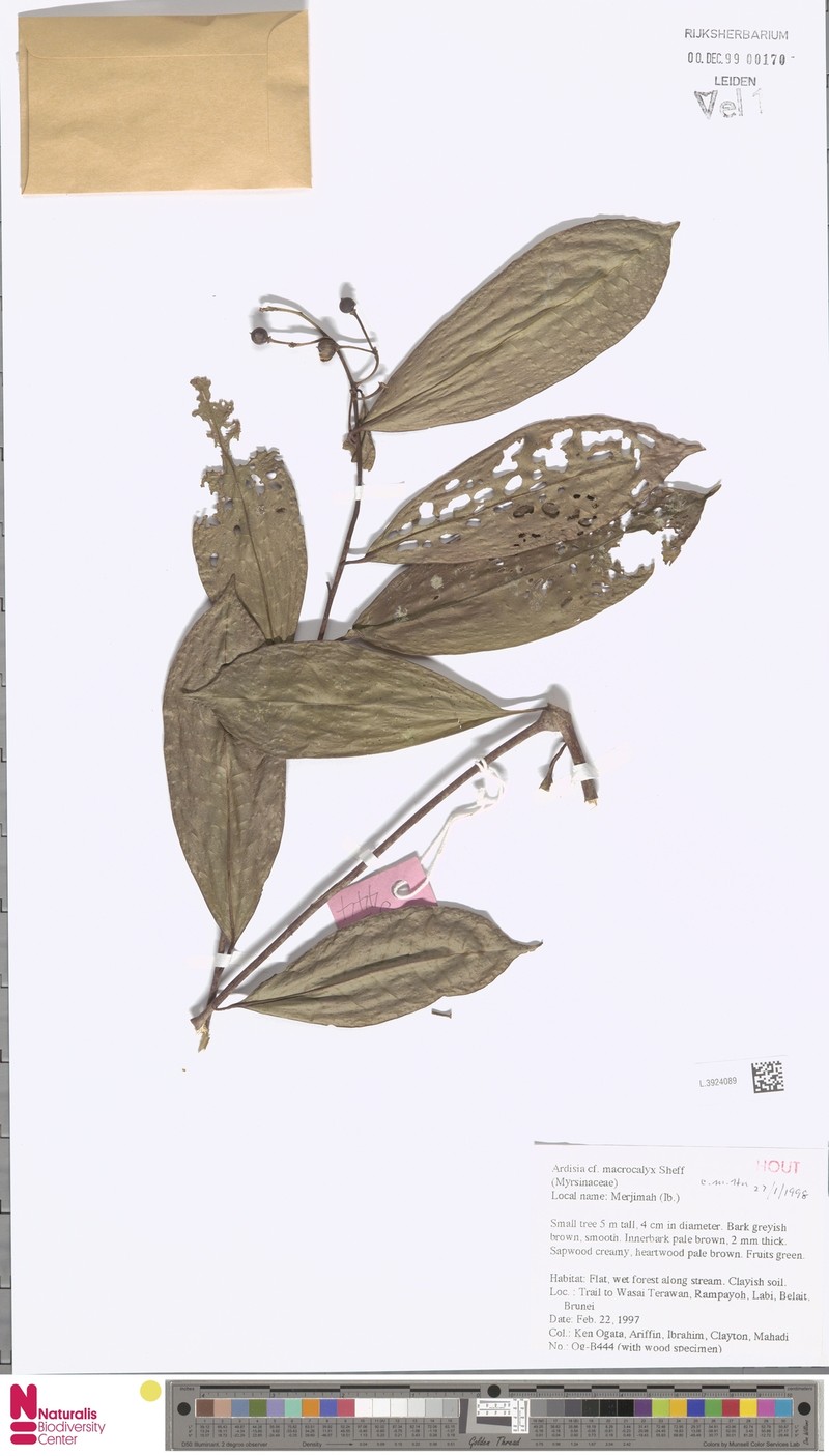 Ardisia macrocalyx photo 2