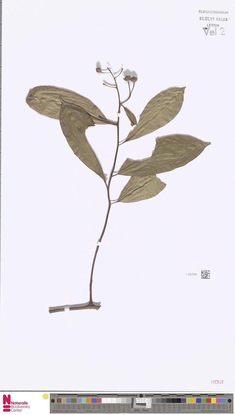 Ardisia macrocalyx photo 3