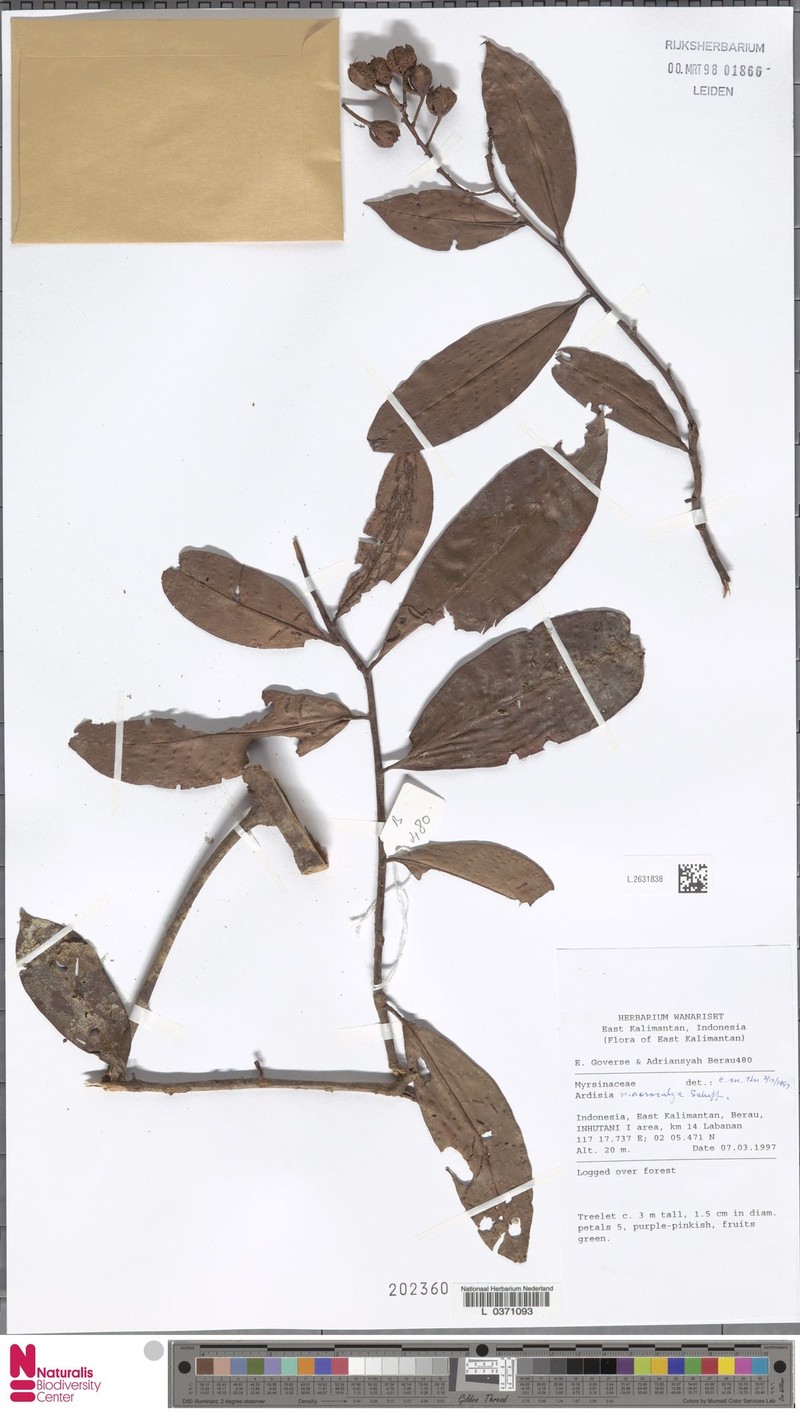 Ardisia macrocalyx photo 4