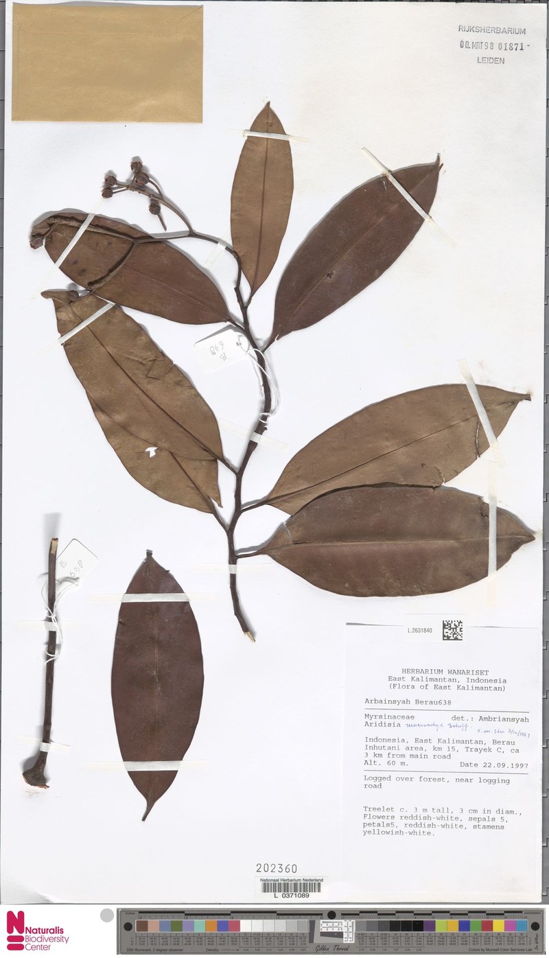 Ardisia macrocalyx photo 5