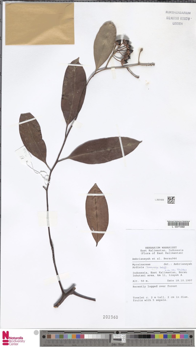 Ardisia macrocalyx photo 6