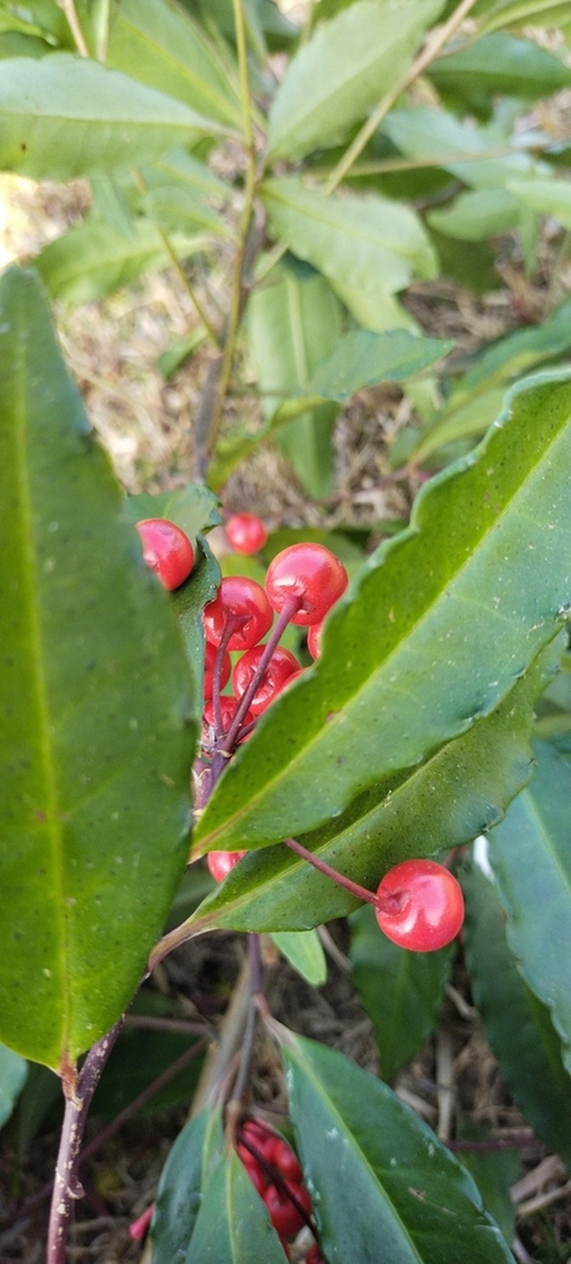 Ardisia macrocarpa