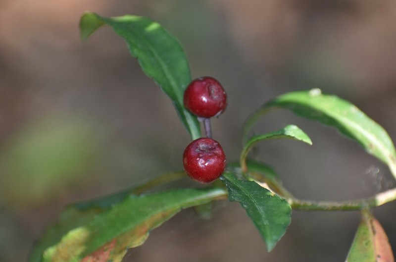 Ardisia macrocarpa photo 2