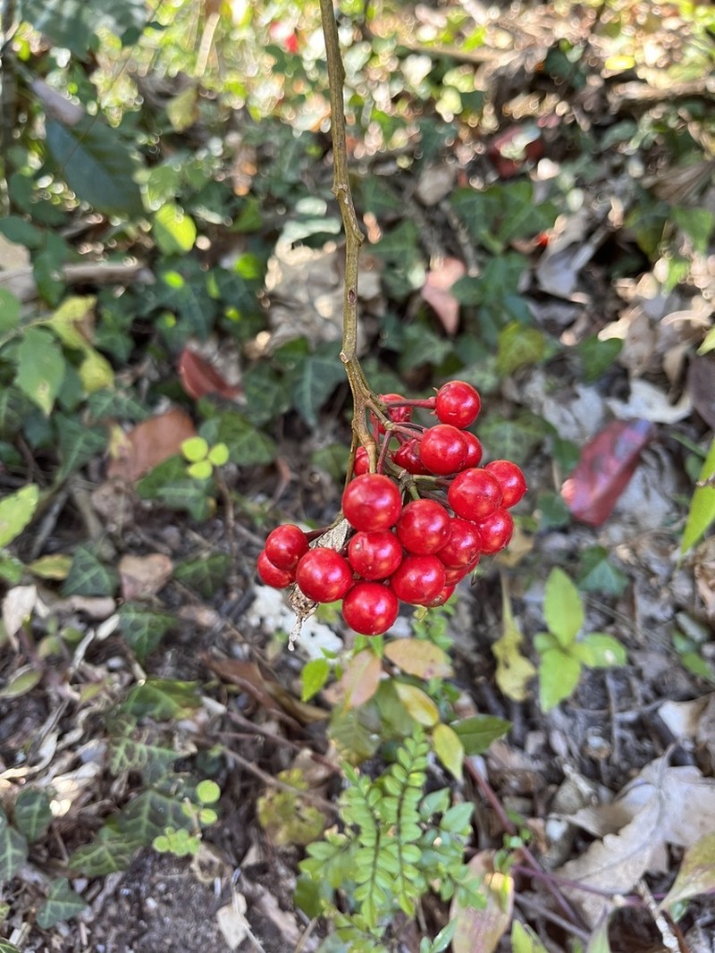 Ardisia macrocarpa photo 3