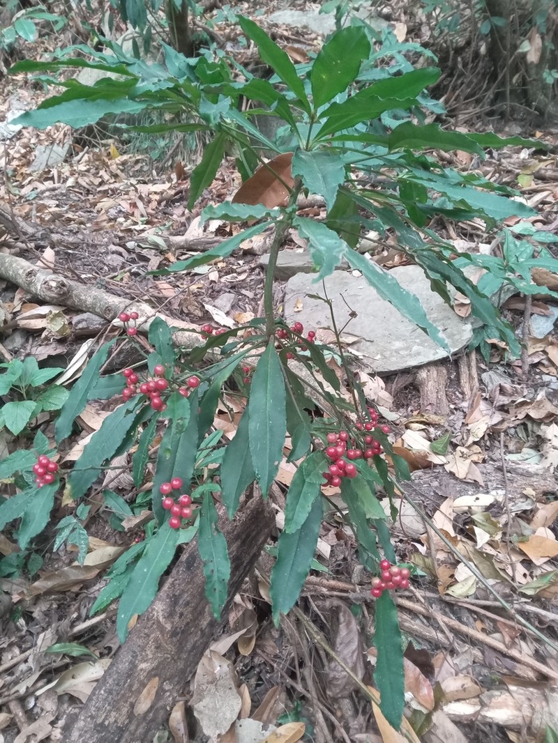 Ardisia macrocarpa photo 4