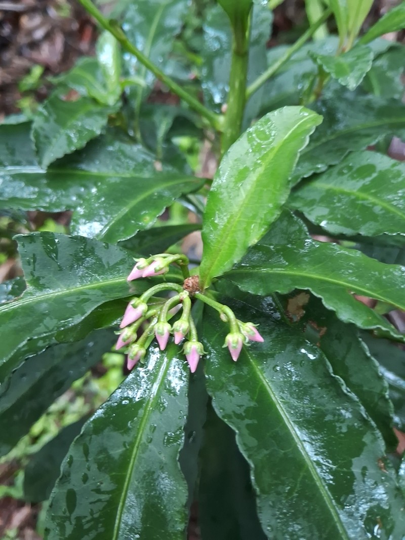 Ardisia macrocarpa photo 5