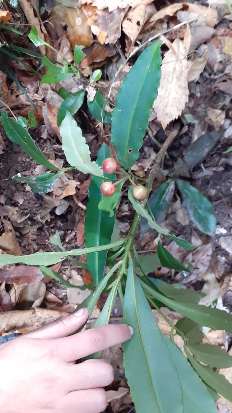 Ardisia macrocarpa photo 6