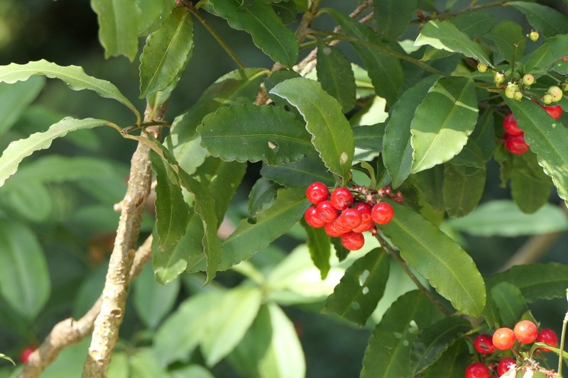 Ardisia macrocarpa photo 7