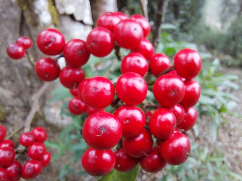 Ardisia macrocarpa photo 8