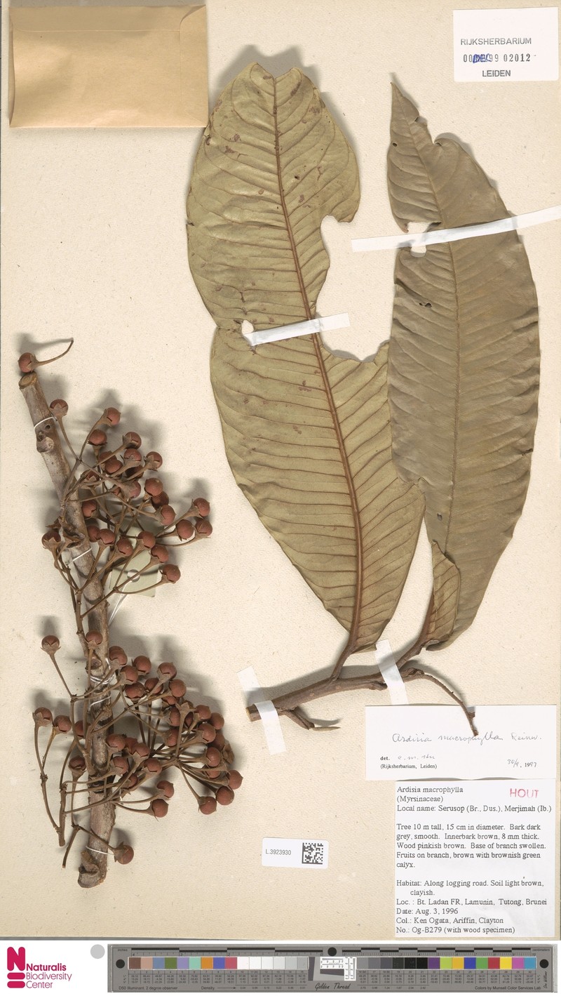 Ardisia macrophylla