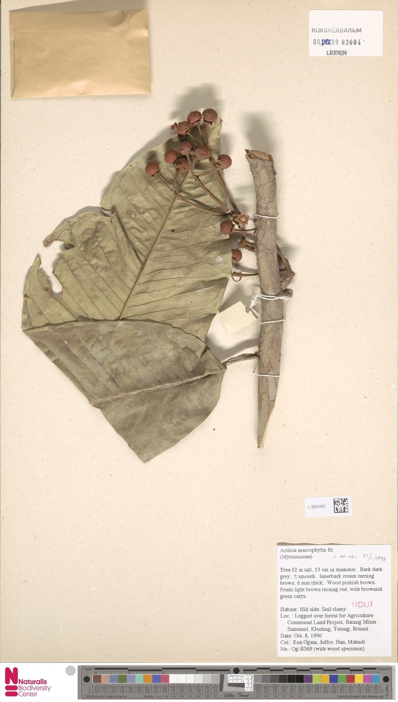 Ardisia macrophylla photo 2