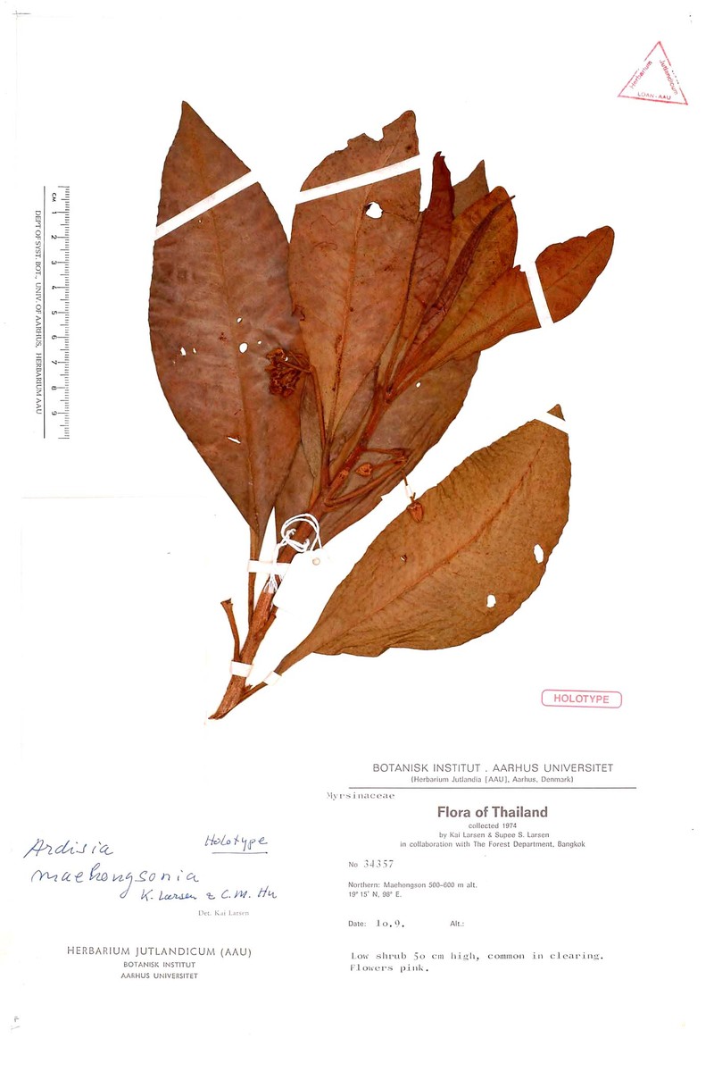 Ardisia maehongsonia