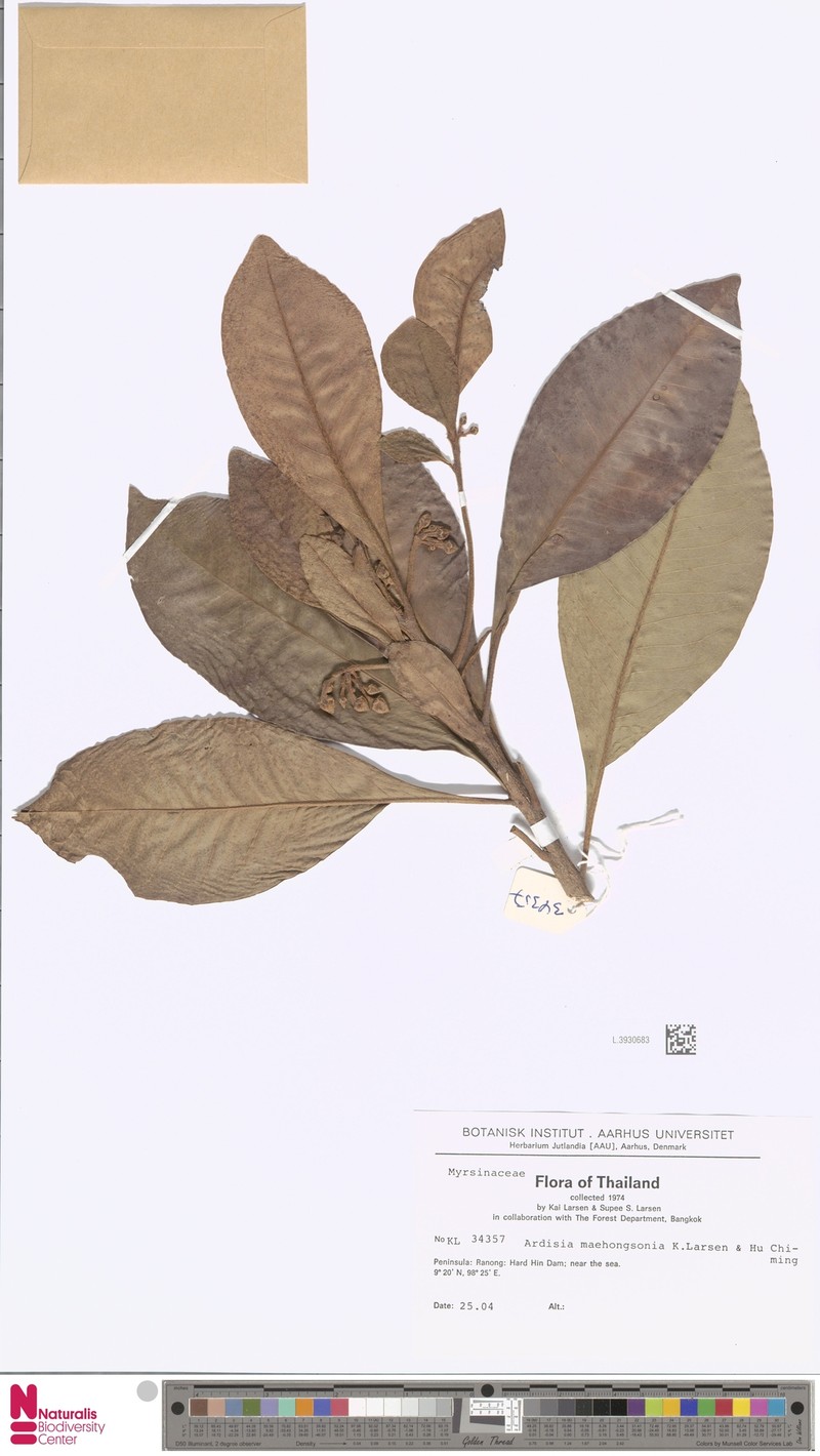 Ardisia maehongsonia photo 2