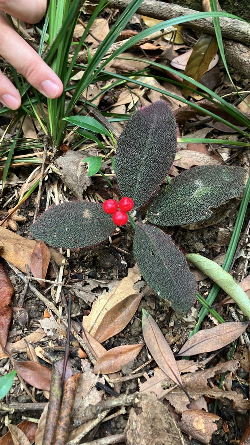 Ardisia mamillata