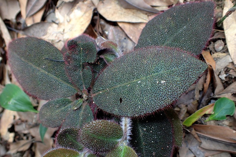 Ardisia mamillata photo 2
