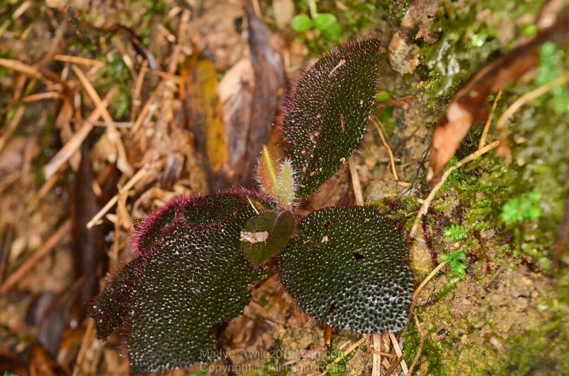 Ardisia mamillata photo 3