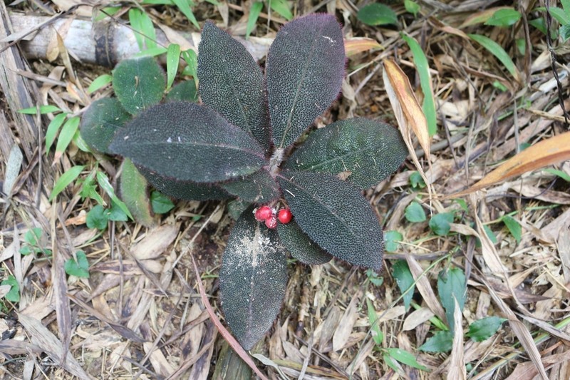 Ardisia mamillata photo 4