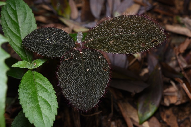 Ardisia mamillata photo 5