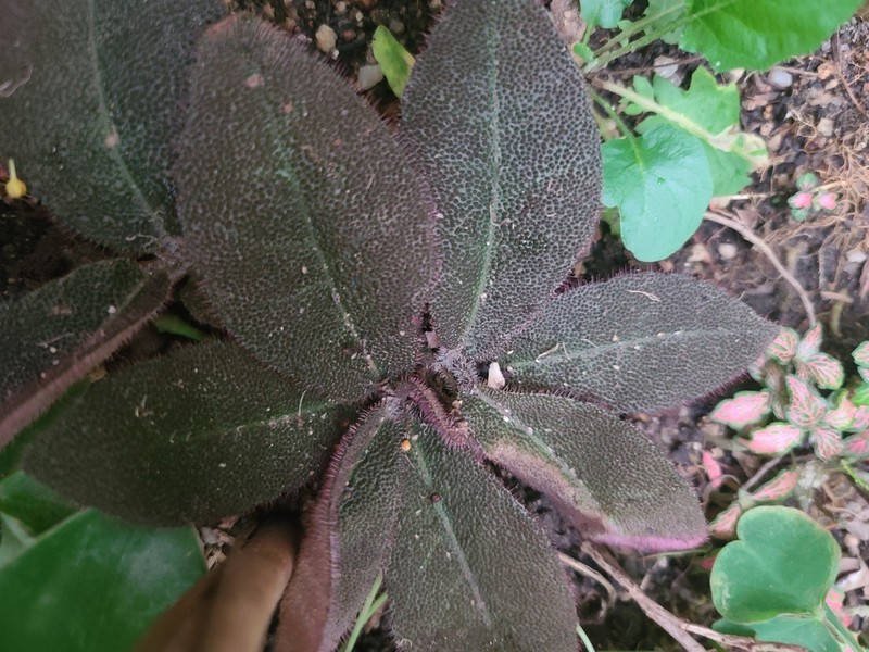 Ardisia mamillata photo 6