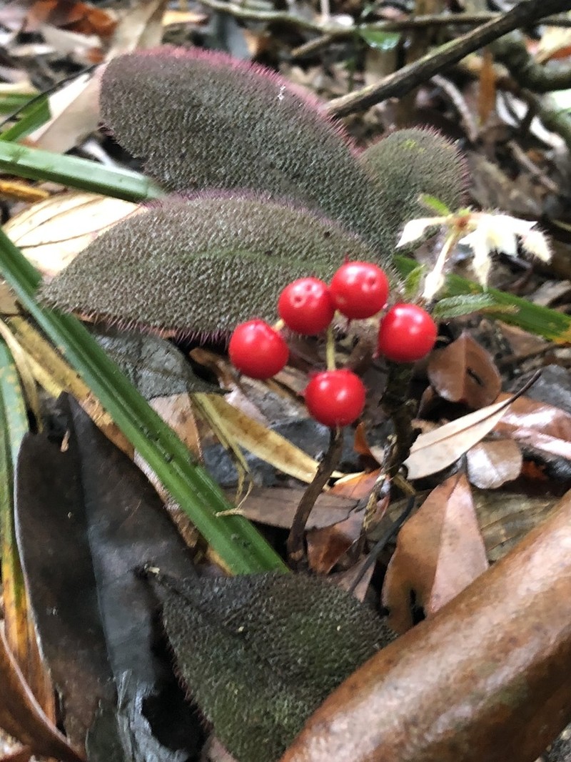 Ardisia mamillata photo 7
