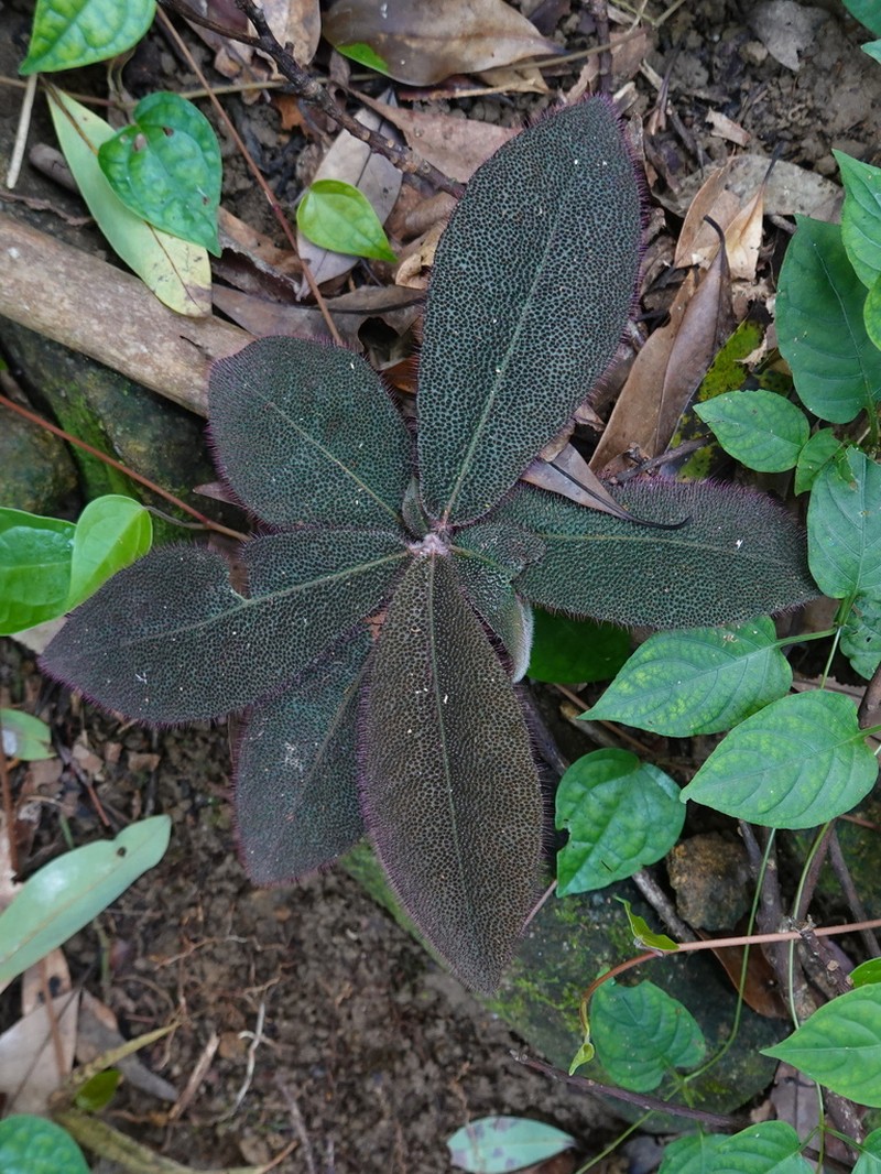 Ardisia mamillata photo 8