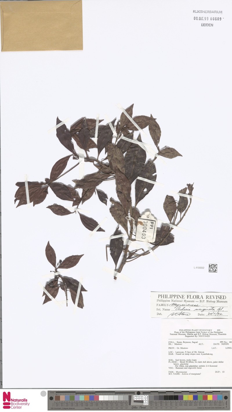 Ardisia marginata