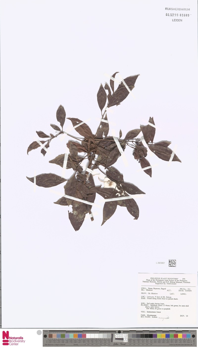 Ardisia marginata photo 2