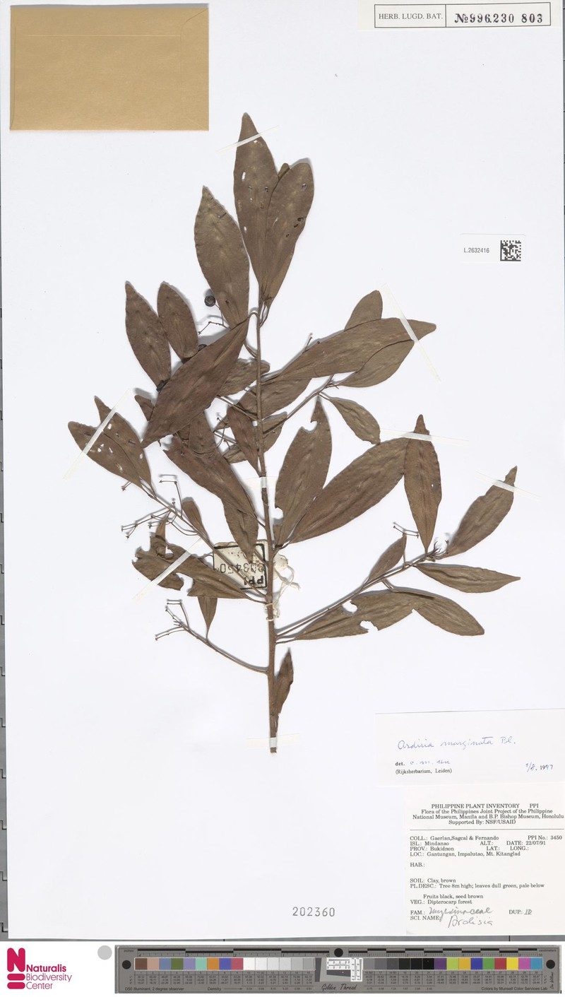 Ardisia marginata photo 3
