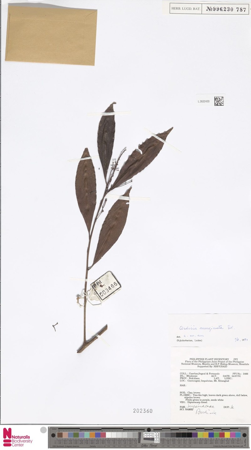 Ardisia marginata photo 4