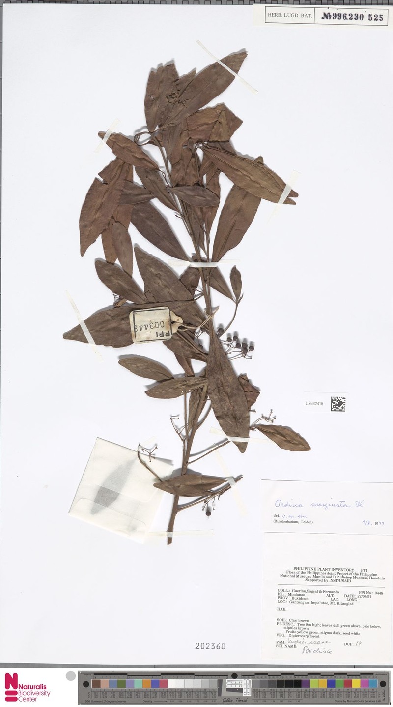 Ardisia marginata photo 5