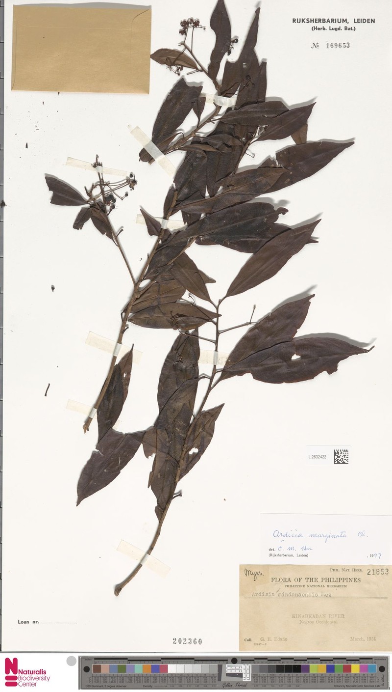 Ardisia marginata photo 6
