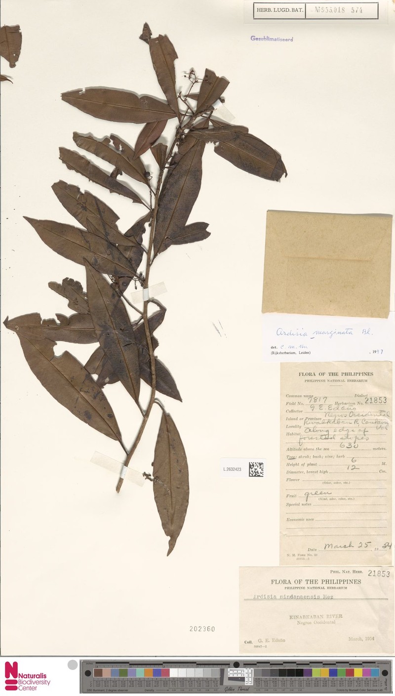 Ardisia marginata photo 7