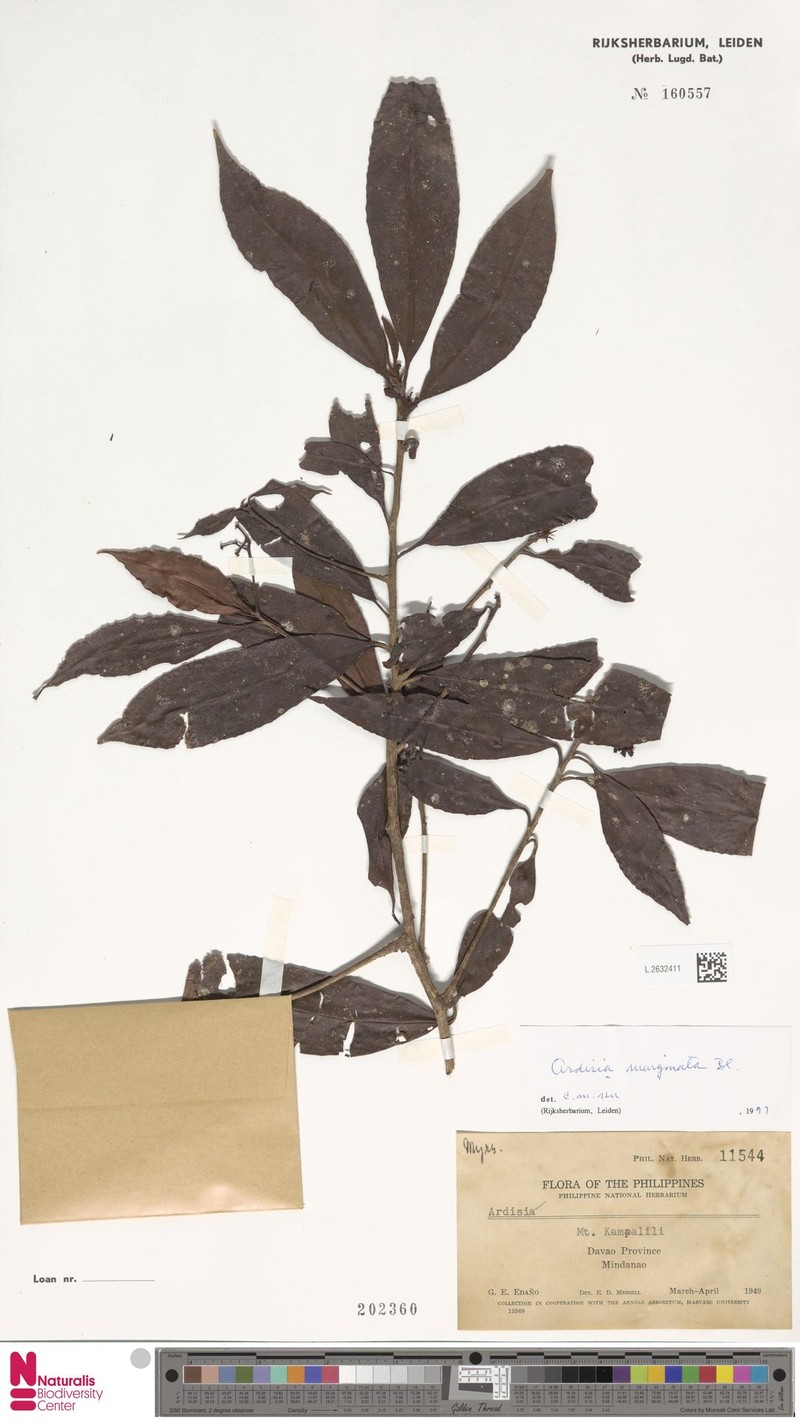 Ardisia marginata photo 8