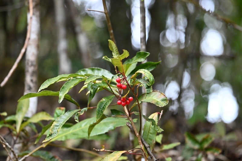 Ardisia medogensis